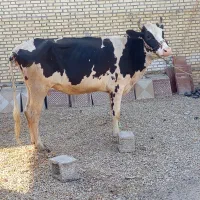 گاو خارجی گاومیش قوچ بز بره گوساله میش درشادگان
