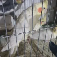 عدوس هلندی جفت