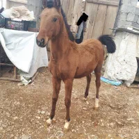 کره اسب نریان چهار نشان