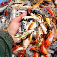 کوی چرم باله|ماهی|سنگر, |دیوار