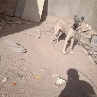 سرابی|موتورسیکلت|شراء, |دیوار