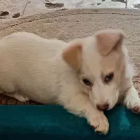 توله پاکوتاه خوشگل وبامزه