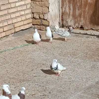 15عدد رنگی|پرنده|شوش, |دیوار