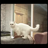 گربه پرشین ماده