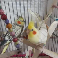 یک جفت عروس هلندی زیبا وسالم