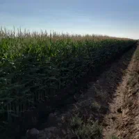 زمین کشاورزی اجاره داده میشود|اجارهٔ دفتر صنعتی، کشاورزی، تجاری|آبیک, |دیوار