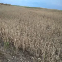 زمین‌زراعی