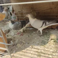 یک جفت اصفهانی سبز مهر