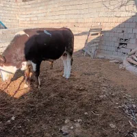 گوساله سیمنتال|حیوانات مزرعه|لیلان, |دیوار