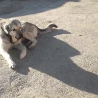 حیوانات|حیوانات|سقز, |دیوار