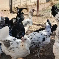 مرغ و خروس گلین|حیوانات مزرعه|پاکدشت, پاکدشت (مامازند)|دیوار