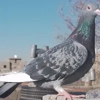 پلاکی ماده اصیل