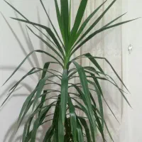 گل اپارتمانی