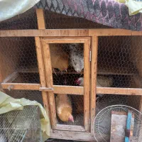 مرغ وخروس|حیوانات مزرعه|کرج, حسین‌آباد|دیوار