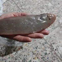 ماهی زبون تازه