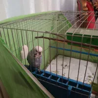 مرغ عشق برزیلی نر|پرنده|گلستان (تهران), |دیوار