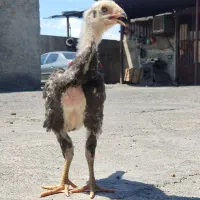 جوجه اوشامو