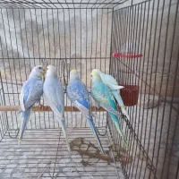 مرغ عشق