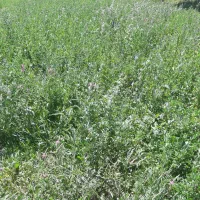یونجه خرد شده