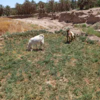 گوسفند