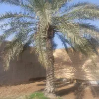 فروش نخل برحی