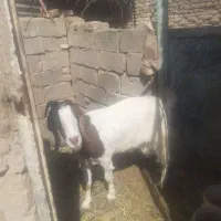 بز چاق