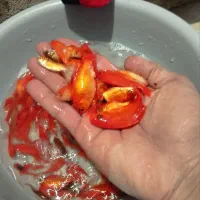 ماهی قرمز شب عید|ماهی|بجنورد, |دیوار