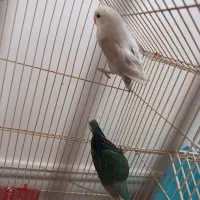فروش یک جفت کوتوله رنگ خاص