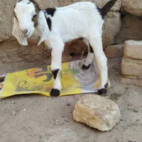 دو تا بز زاییده شیرا