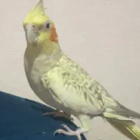 گمشده  عروس هلندی محدود فاز یک نوبنیاد