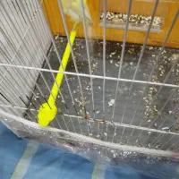 قناری نر|پرنده|مشهد, سعد آباد|دیوار