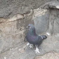 کفتر حسابی دونه ای ۱۲۵