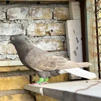 کبوتر دمسفید