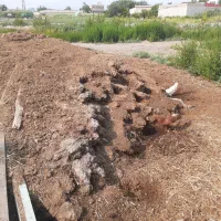 کود دامی گاومیش