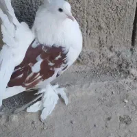 دمچتری|پرنده|خورموج, |دیوار