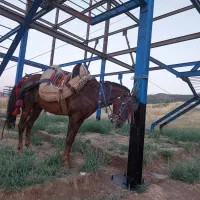 اسب یورقه
