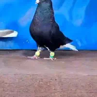 جفت نر ماده اشعل درجه۱ دمسفید طوقی سینه