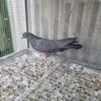 قلاق .شکار|پرنده|خمینی‌شهر, |دیوار