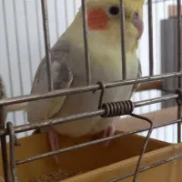 عروس هلندی  نر