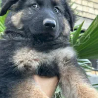 توله سگ ژرمن شولاین موبلند بلک فیس کینگ سایز|سگ|تهران, زرگنده|دیوار