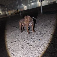 سگ پیتبول گم شده|حیوانات|ارومیه, |دیوار