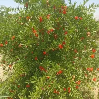 باغ انار جنت شهر