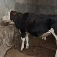 گوساله سیمینتال|حیوانات مزرعه|دیواندره, |دیوار