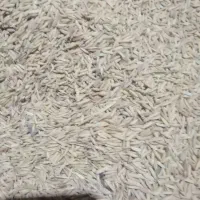 برنج طارم چشمه بلقیس