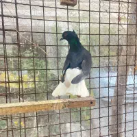 کفتر زاغ دم سفید