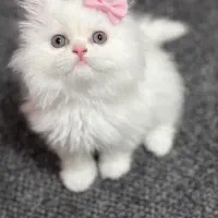 بریتیش کوچولو خرسی مو بلند