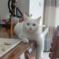 گربه چشم طاق