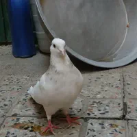 کبوتر طوق|پرنده|مریوان, |دیوار