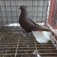 ماده دم سفید  در سوسنگرد