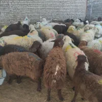 گوسفند سالم رفع بلا عقیقه عزیزانتون|حیوانات مزرعه|مشهد, نوید|دیوار